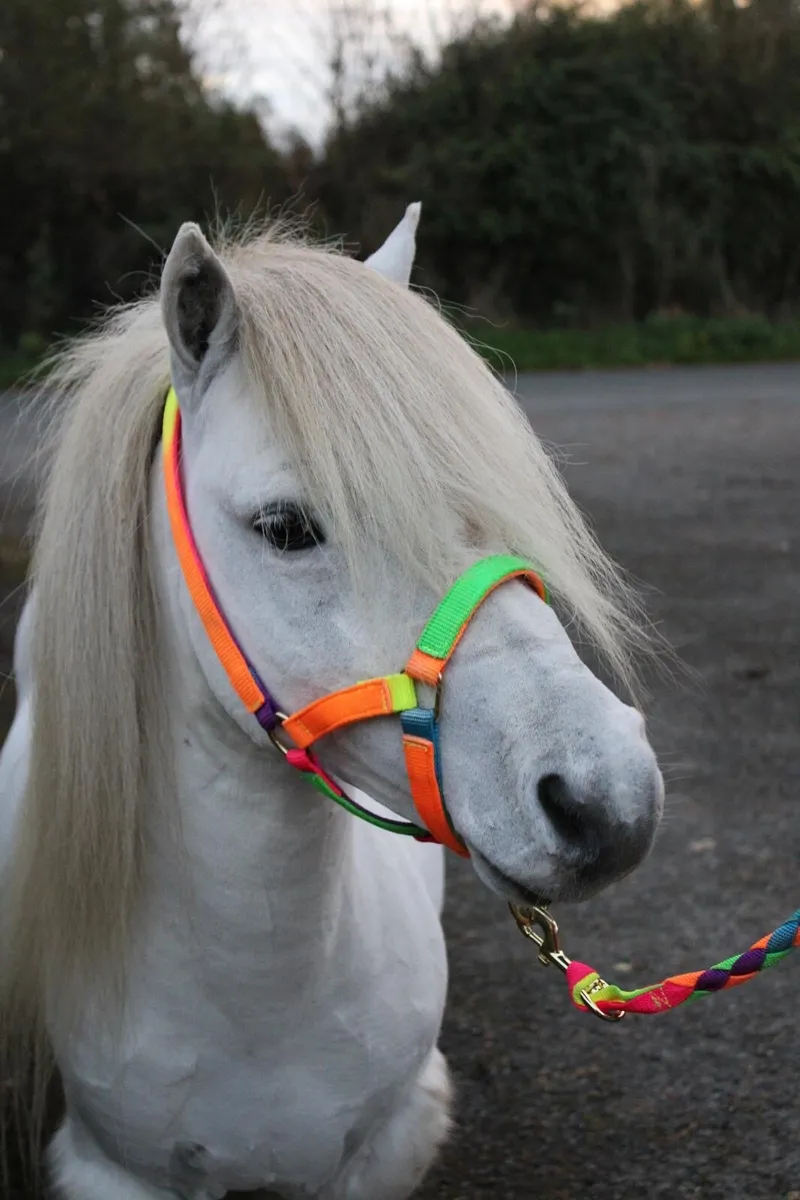 Shetland Stallion 33inched - Image 1