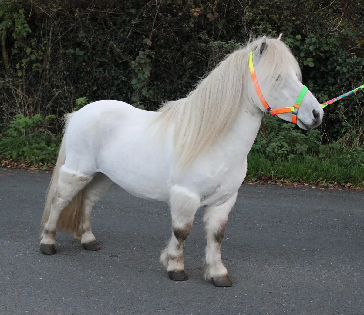 Shetland Stallion 33inched - Image 2