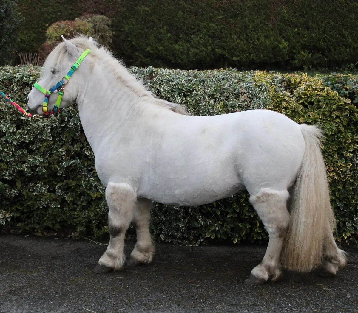 Shetland Stallion 33inched - Image 3