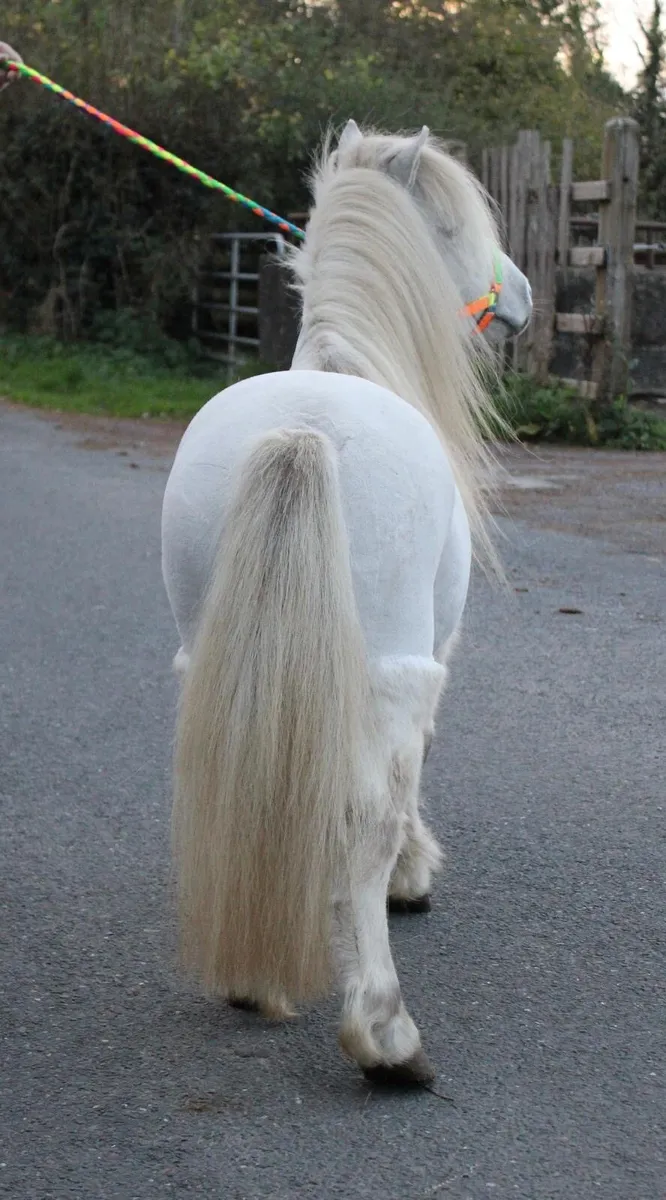 Shetland Stallion 33inched - Image 4