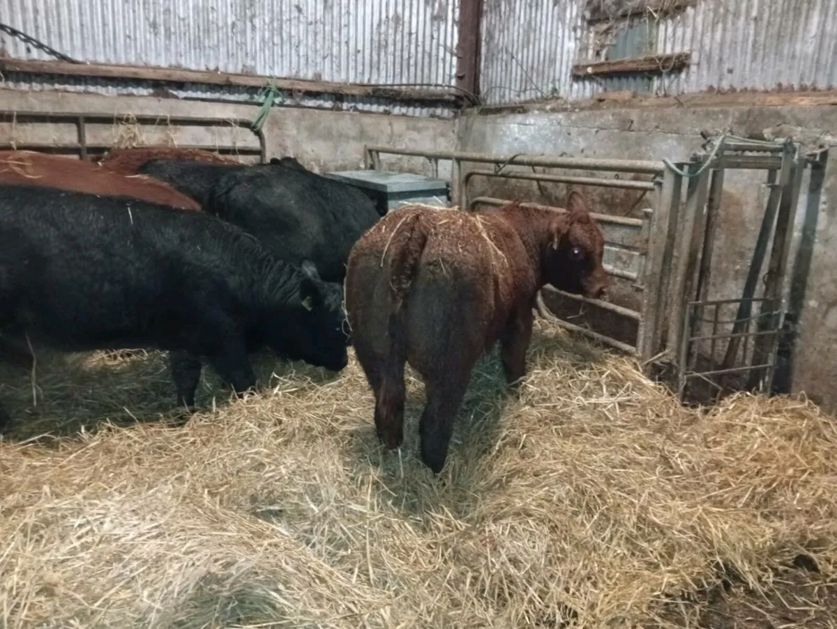 Limousin weanling heifers - Image 1