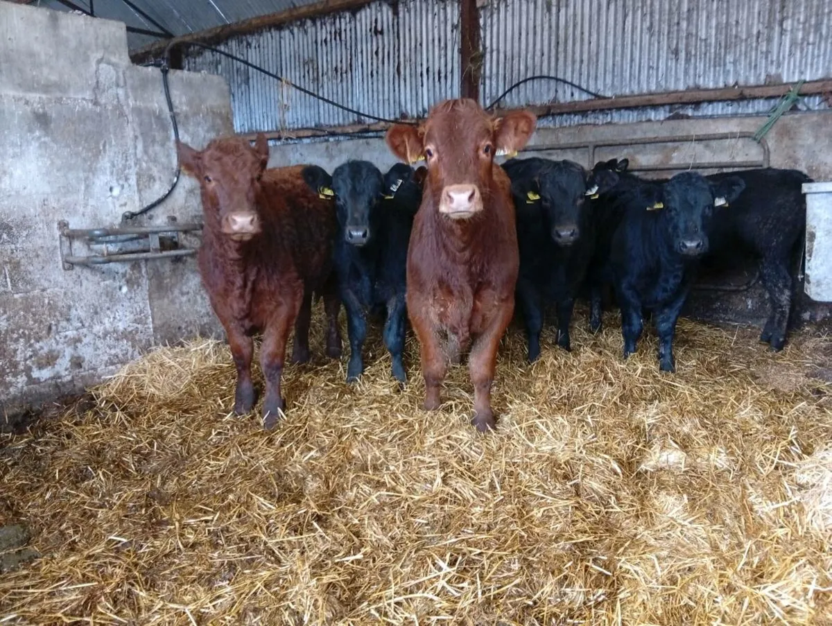 Limousin weanling heifers - Image 2