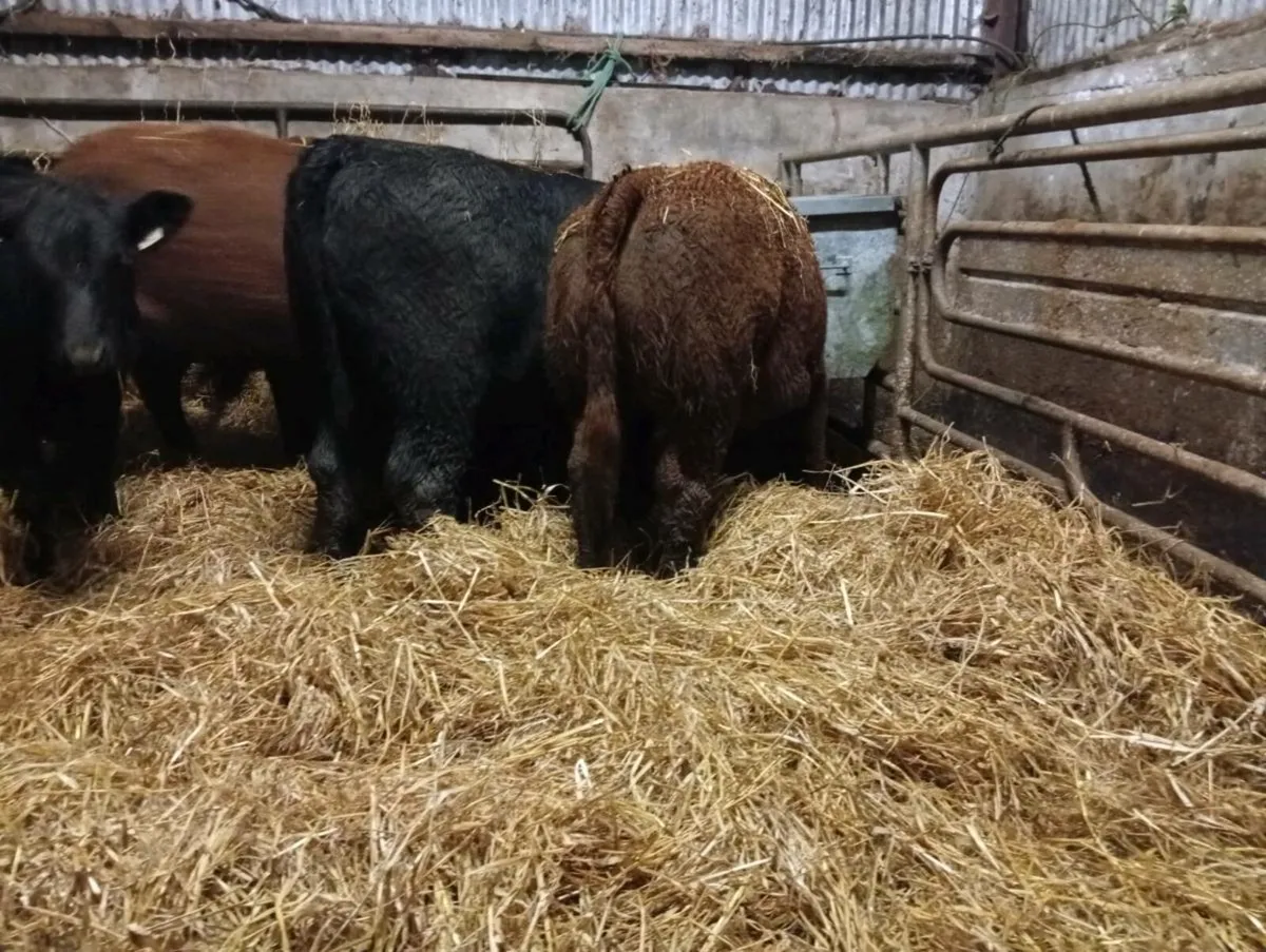 Limousin weanling heifers - Image 3