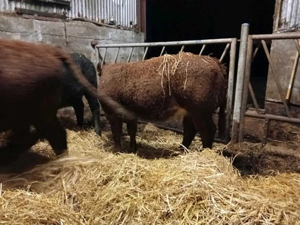 Limousin weanling heifers - Image 4