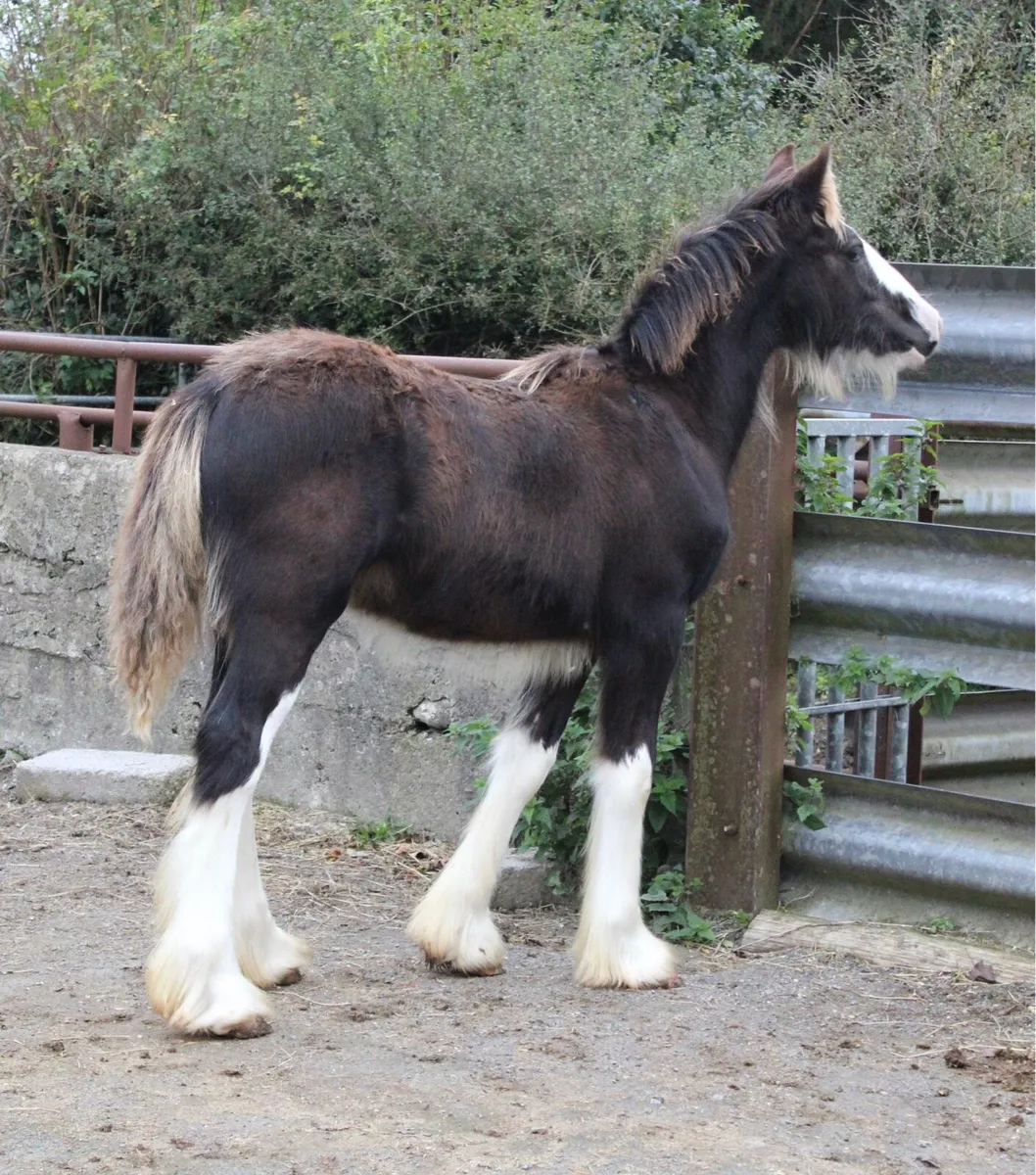 Colt Foal to make 15.1/2 - Image 1