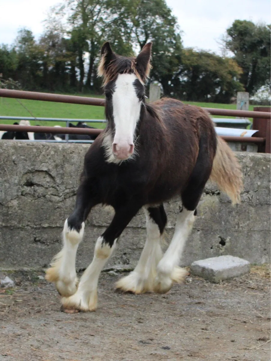 Colt Foal to make 15.1/2 - Image 2