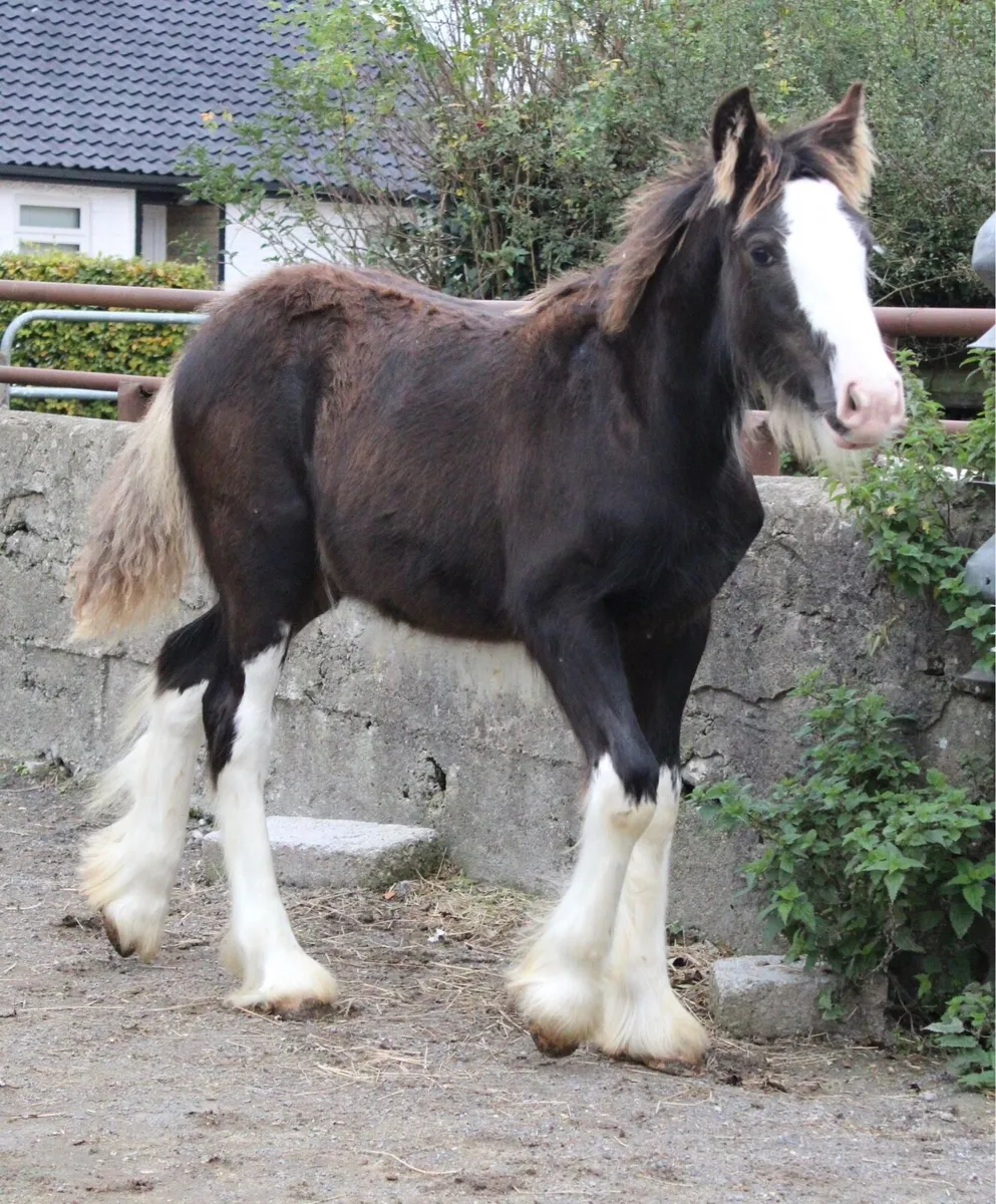 Colt Foal to make 15.1/2 - Image 3