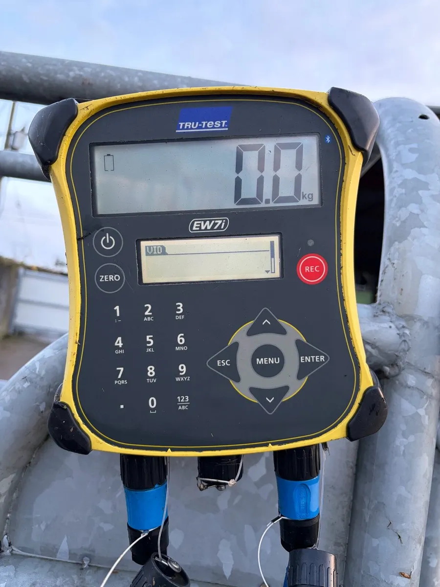 Cattle crush - Image 2