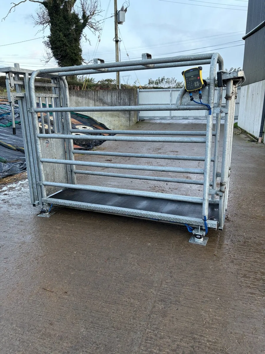 Cattle crush - Image 3