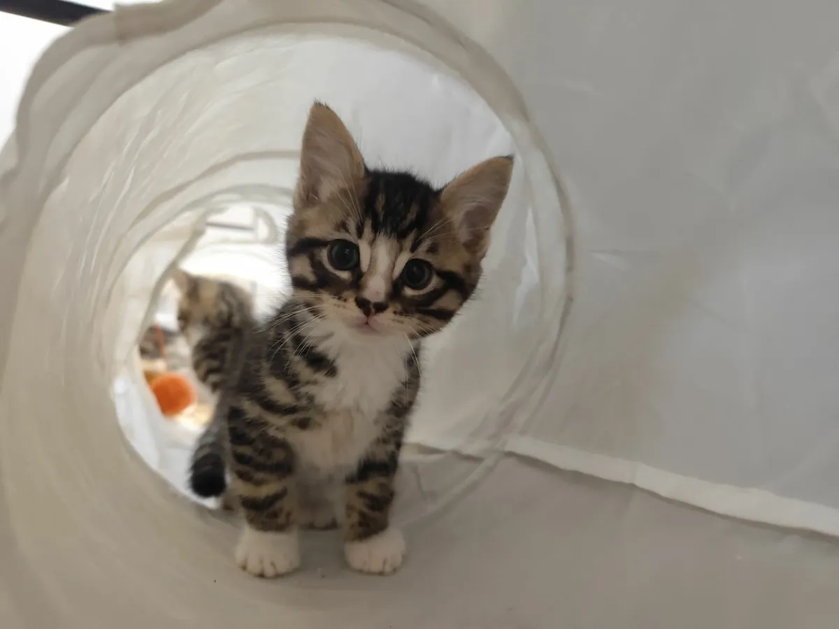 Beautifully marked (mixed) Bengal Kittens - Image 1