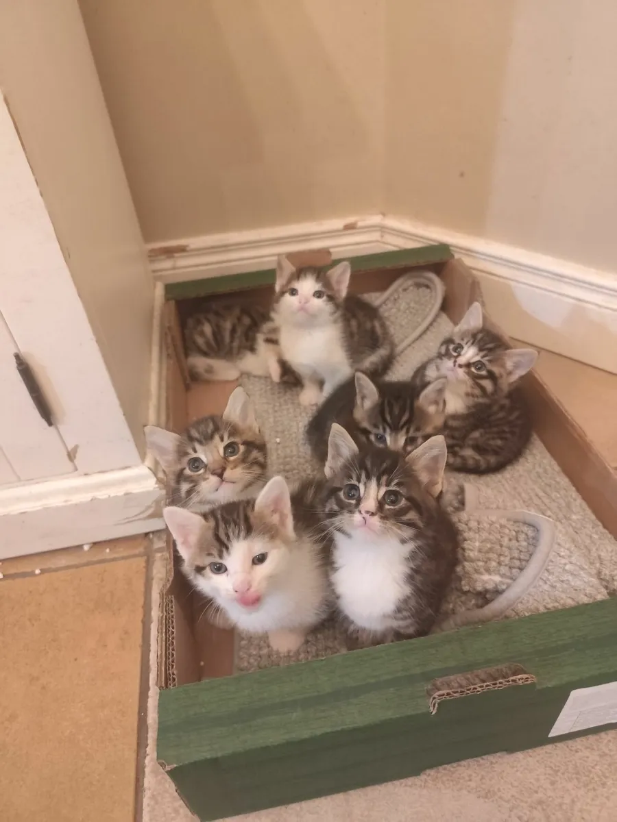 Beautifully marked (mixed) Bengal Kittens - Image 2