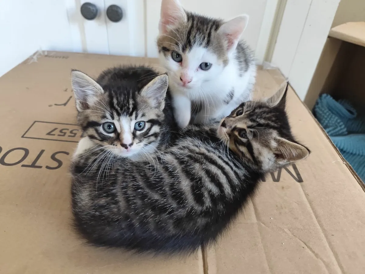 Beautifully marked (mixed) Bengal Kittens - Image 3