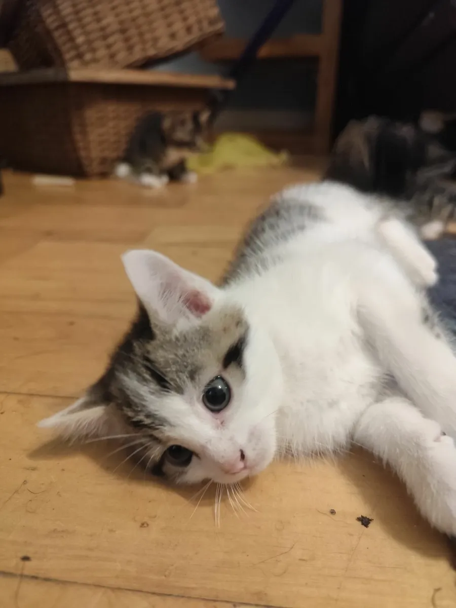 Beautifully marked (mixed) Bengal Kittens - Image 4