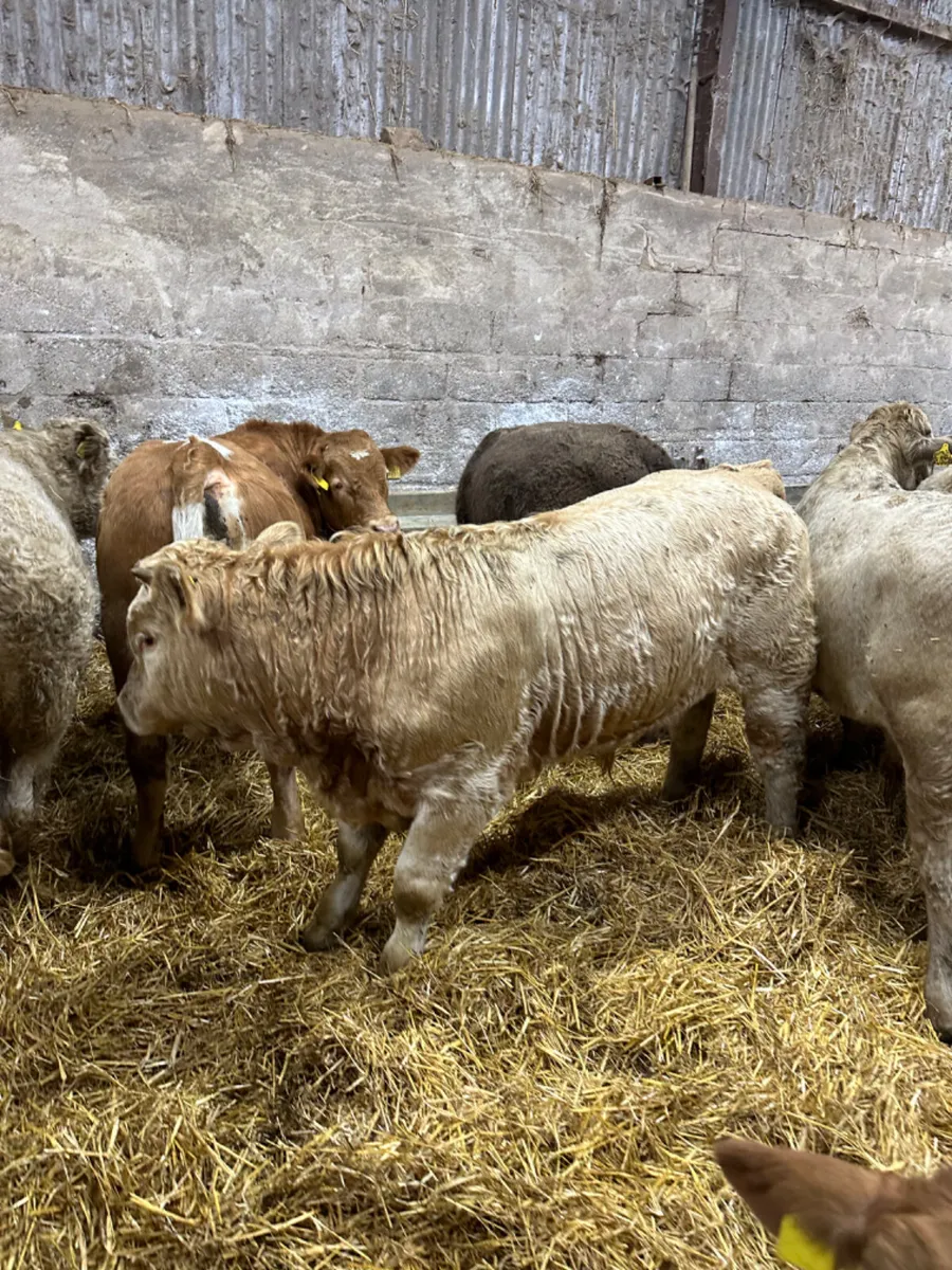 Charolais bulls - Image 2