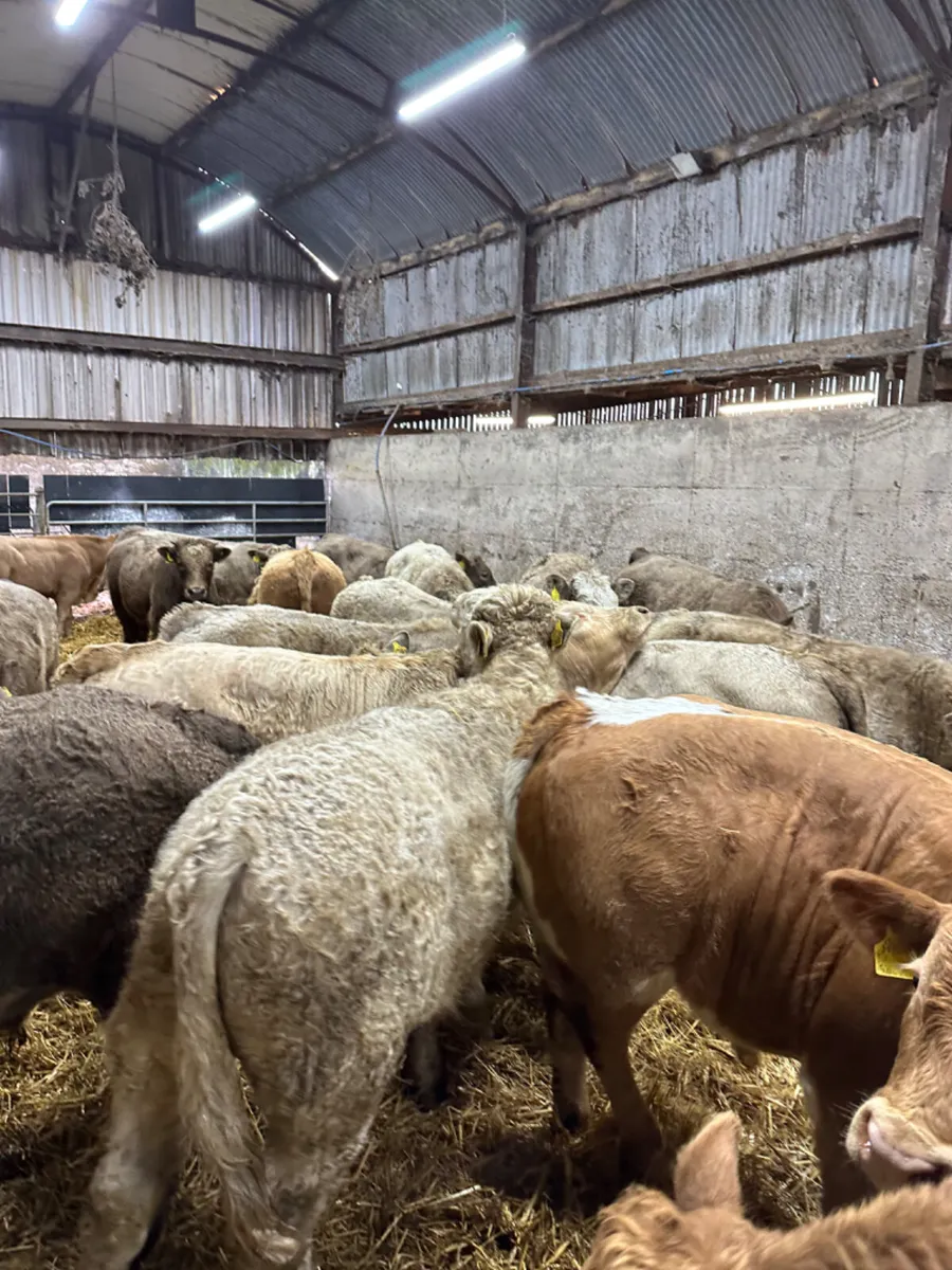 Charolais bulls - Image 3