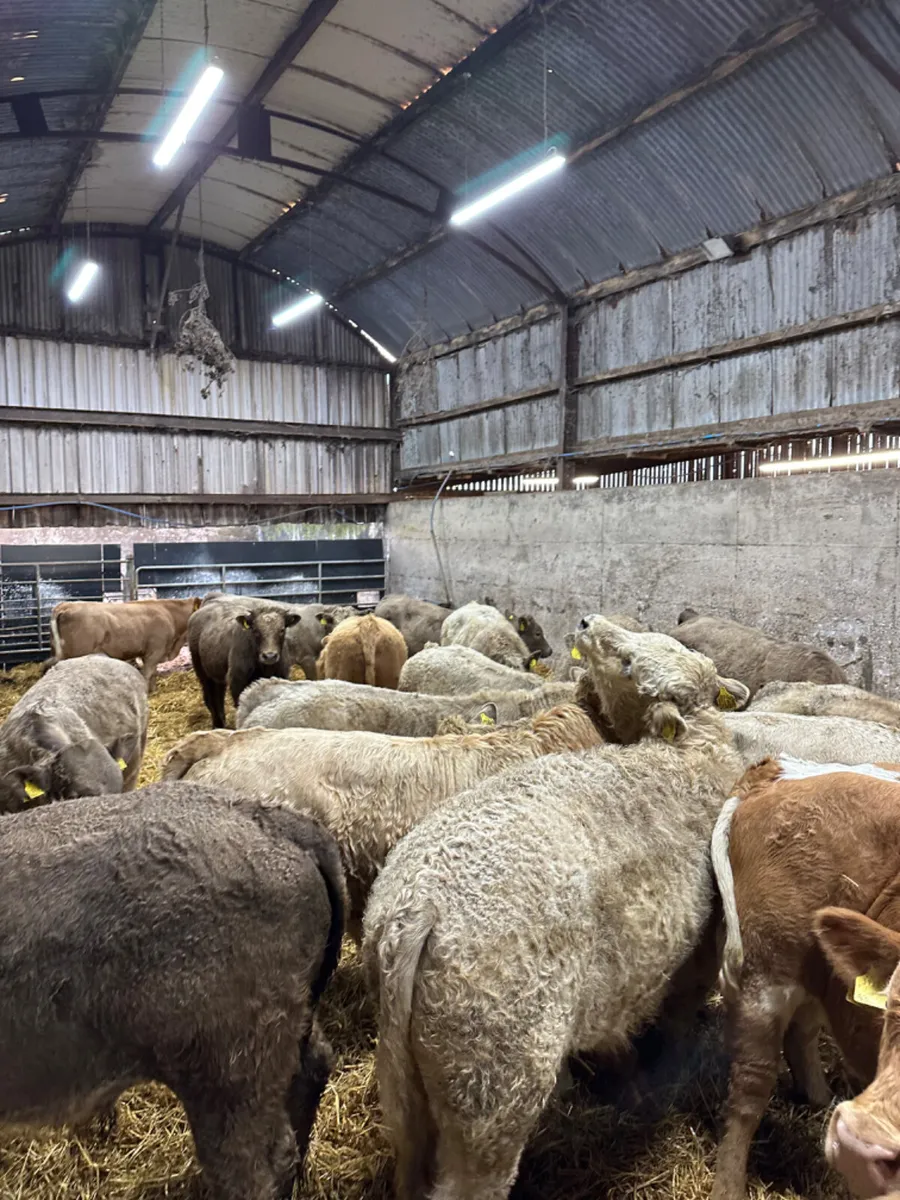 Charolais bulls - Image 4