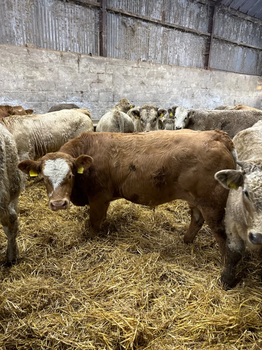 Charolais bulls - Image 1