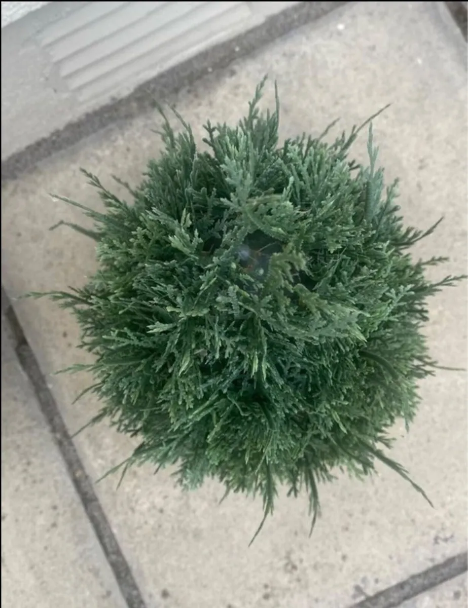 Artificial Outdoor Tree - Image 2