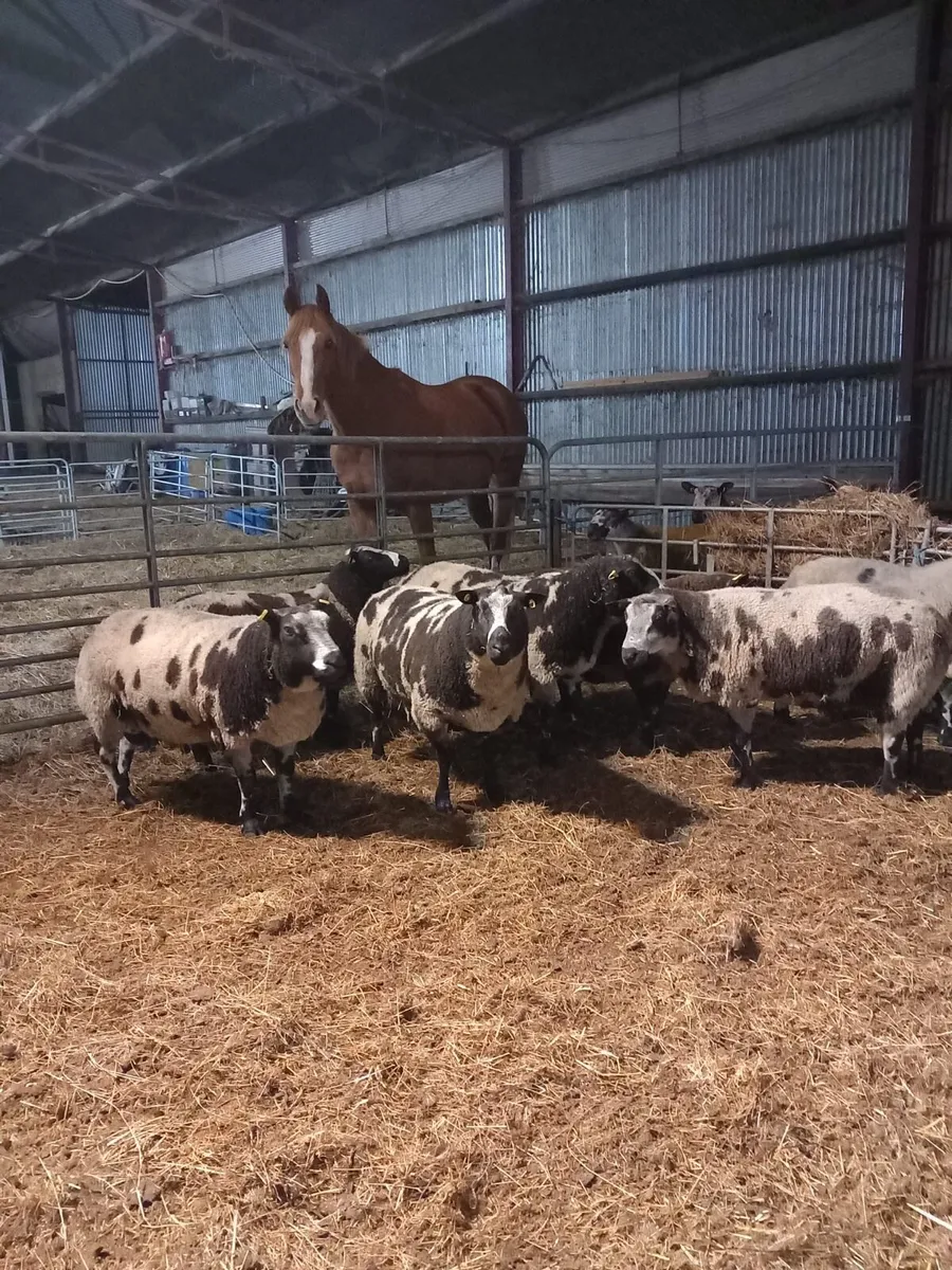 Dutch spotted rams for Maam Cross (2nd Nov) - Image 1