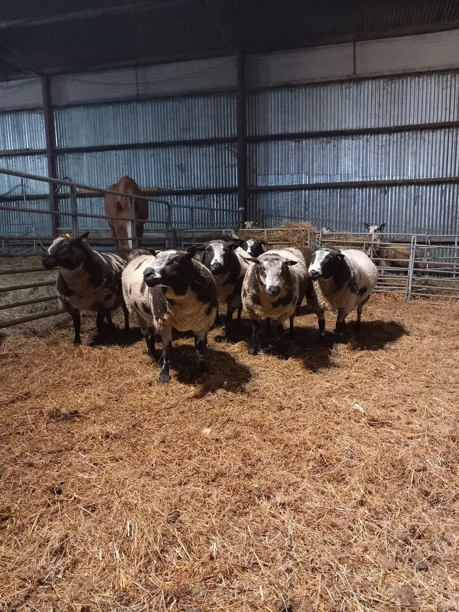 Dutch spotted rams for Maam Cross (2nd Nov) - Image 2