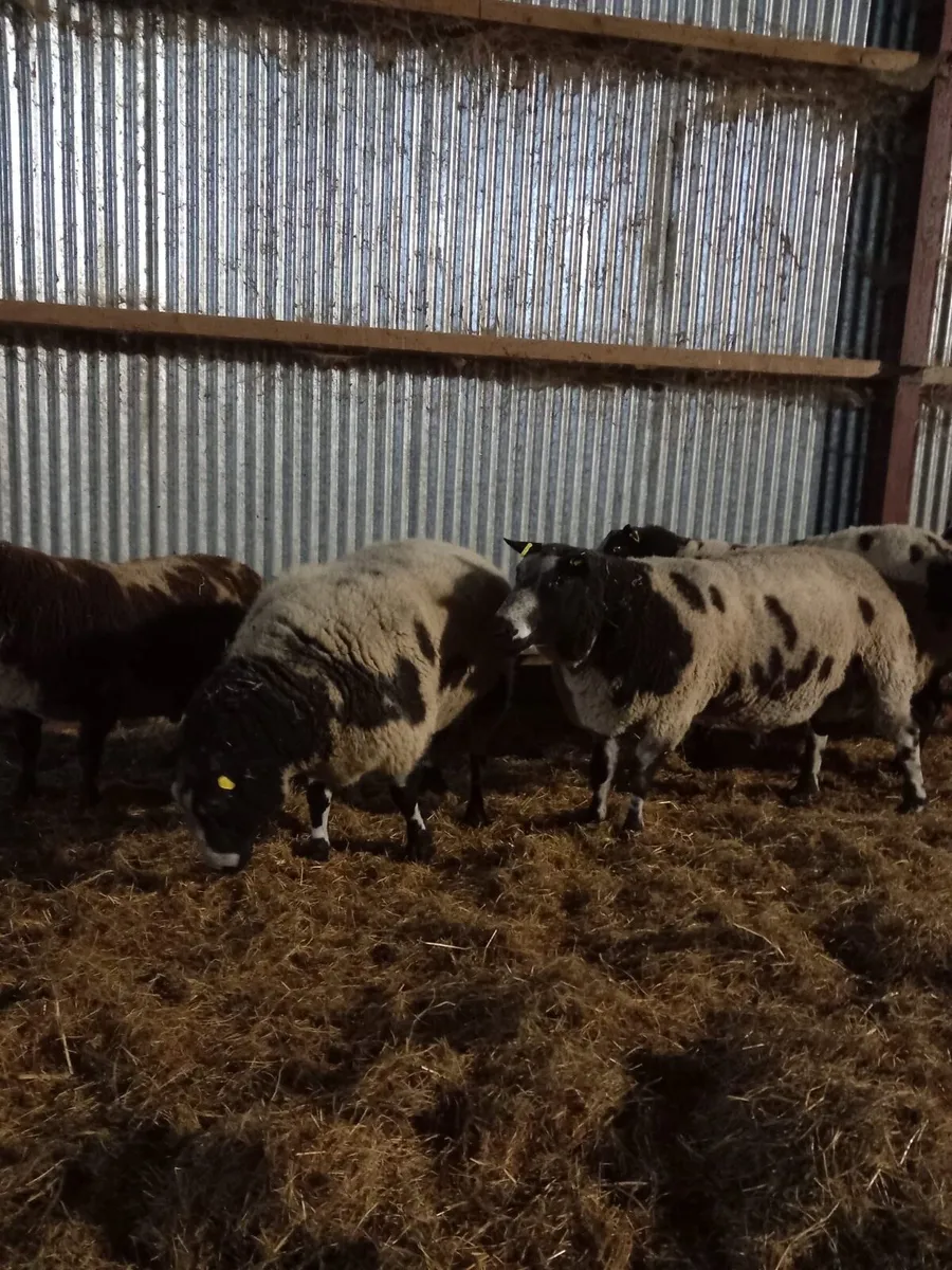 Dutch spotted rams for Maam Cross (2nd Nov) - Image 3