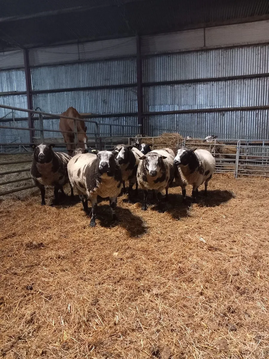 Dutch spotted rams for Maam Cross (2nd Nov) - Image 4