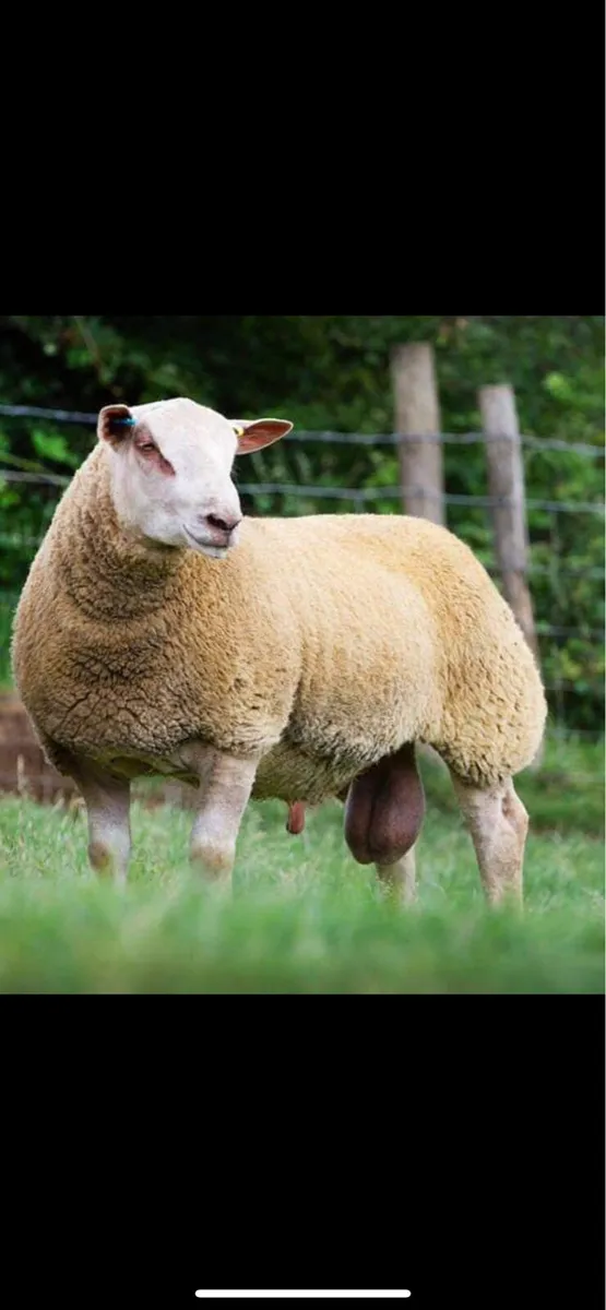 Grazing for sheep wanted