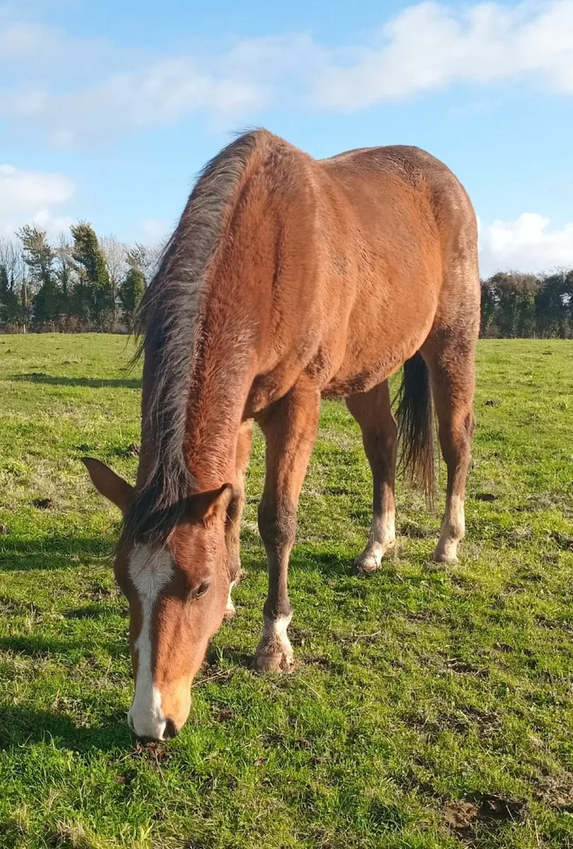 Bay gelding - Image 2