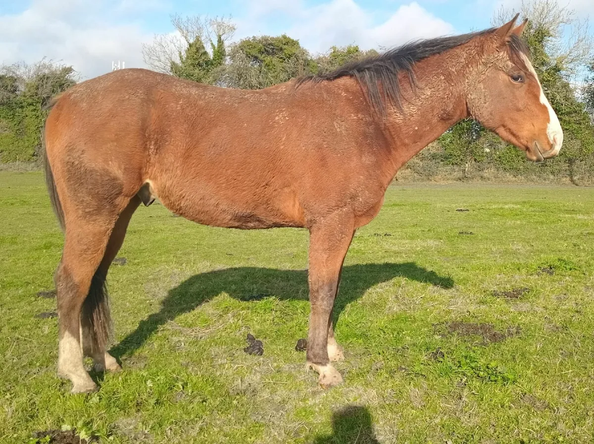 Bay gelding - Image 3