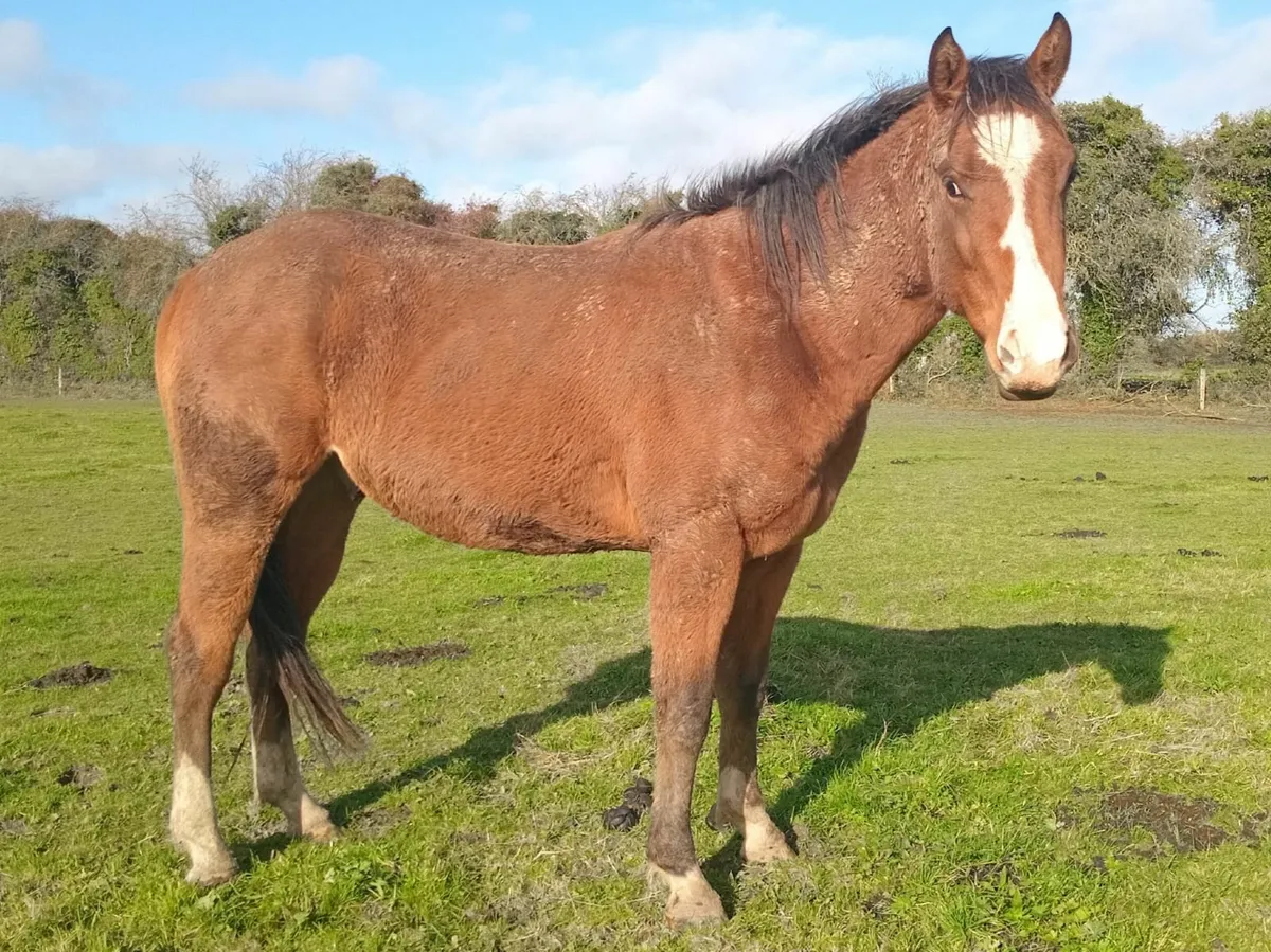 Bay gelding - Image 4