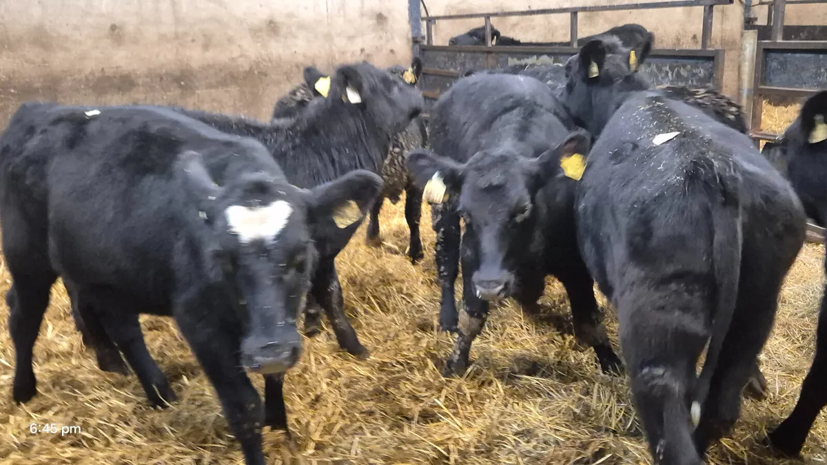 15 Quality Aberdeen Angus Heifers - Image 1