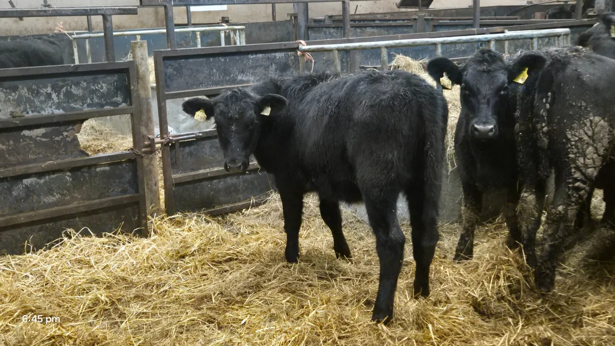 15 Quality Aberdeen Angus Heifers - Image 2