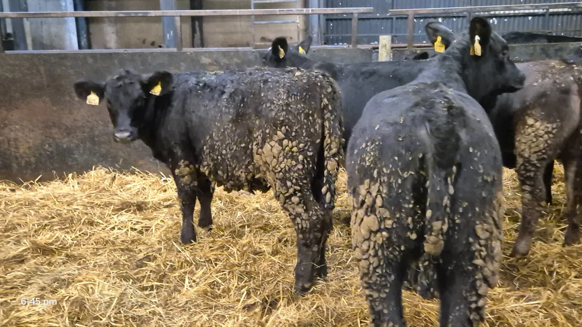 15 Quality Aberdeen Angus Heifers - Image 3