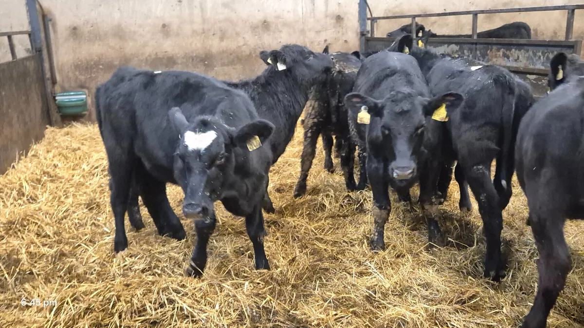 15 Quality Aberdeen Angus Heifers - Image 4