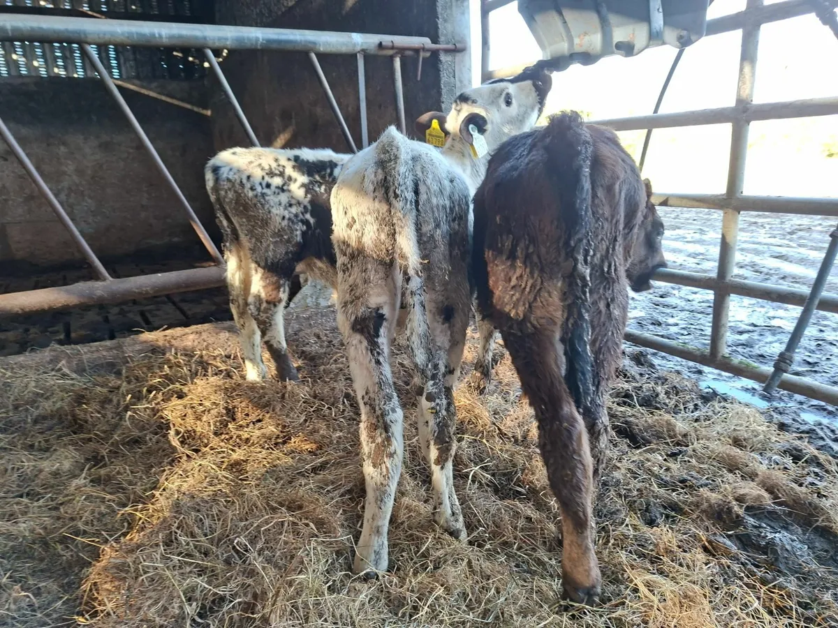 Angus and  Speckled  Park Bull Calves - Image 2