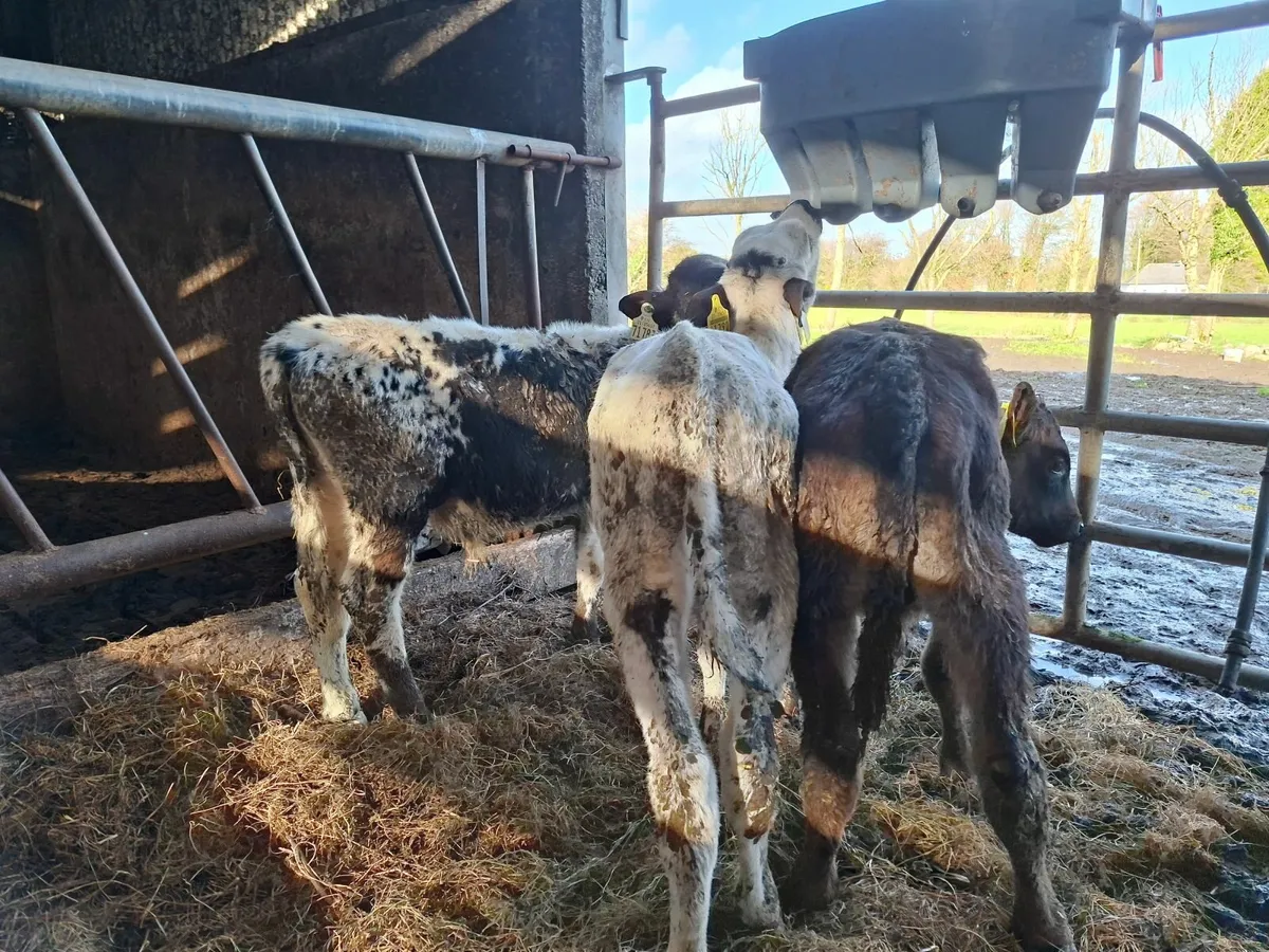 Angus and  Speckled  Park Bull Calves - Image 3