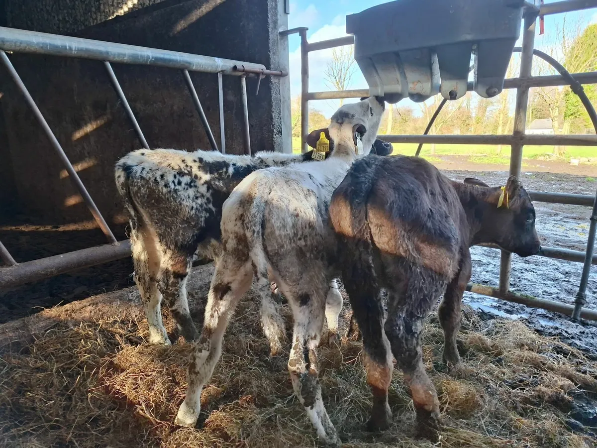 Angus and  Speckled  Park Bull Calves - Image 4