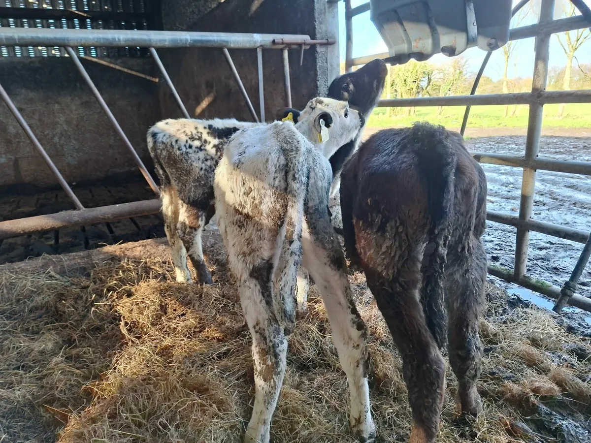 Angus and  Speckled  Park Bull Calves - Image 1
