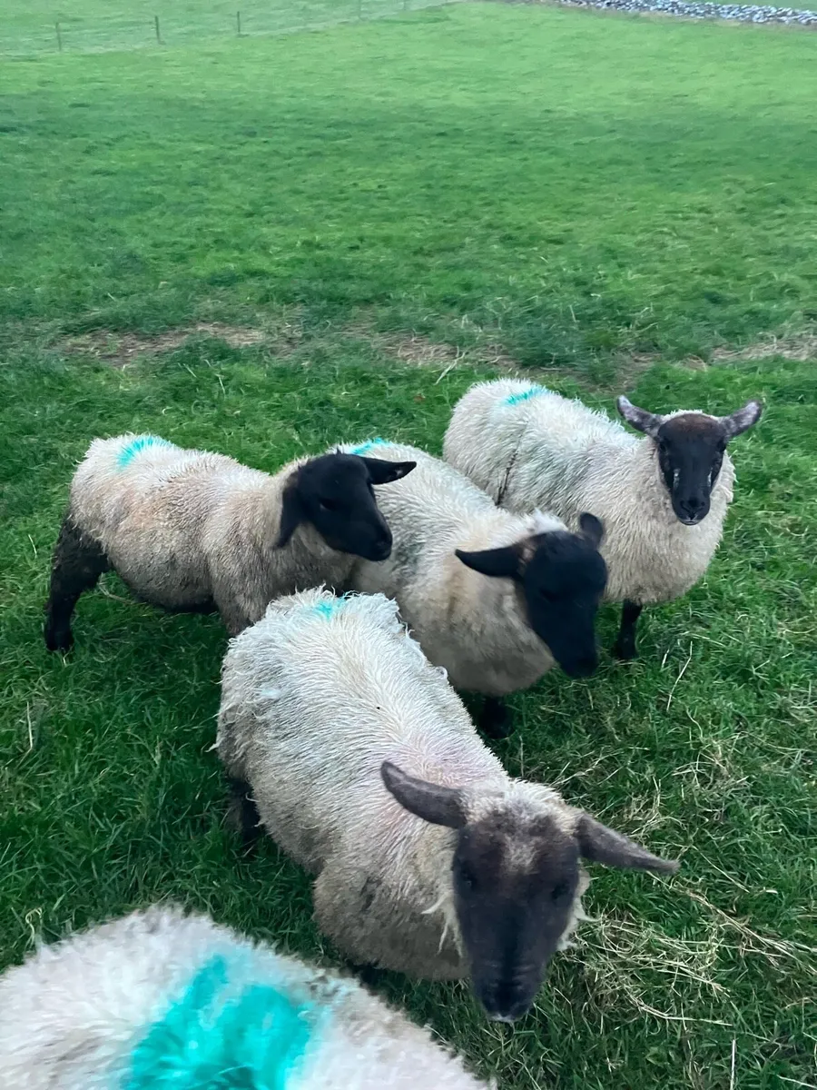 Store lambs - Image 1