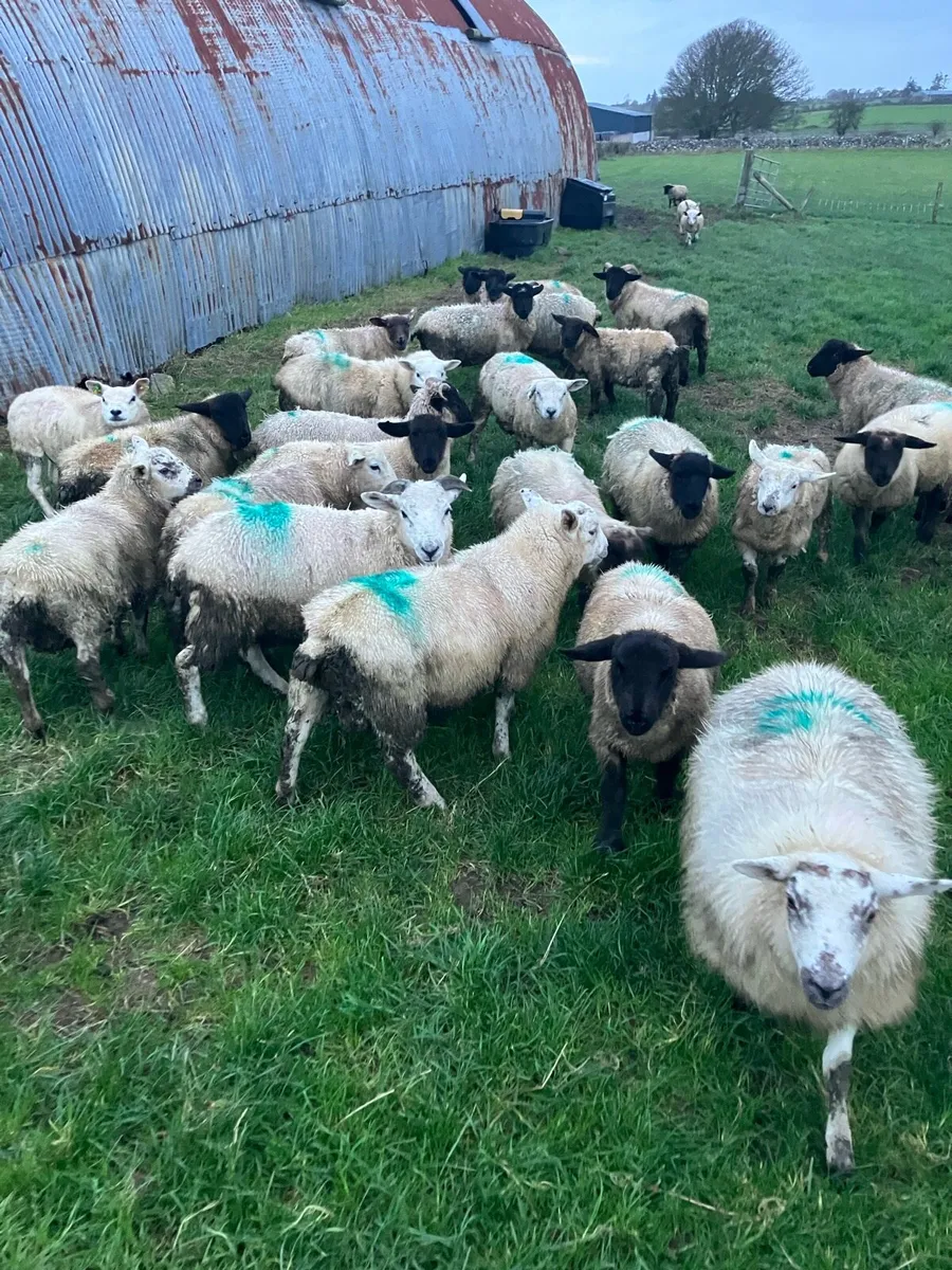 Store lambs - Image 2