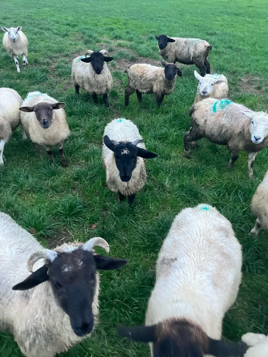 Store lambs - Image 3