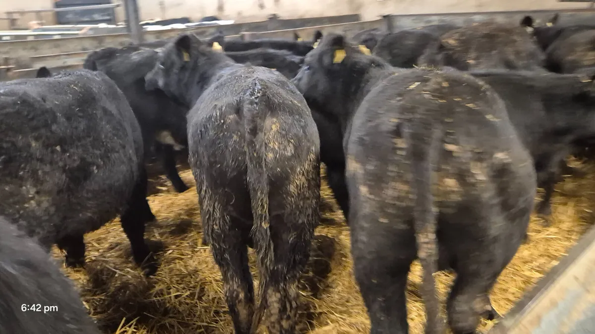 16 Quality Aberdeen Angus bull weanlings - Image 4