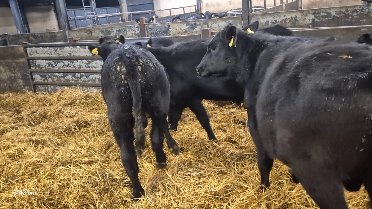 16 Quality Aberdeen Angus bull weanlings - Image 2