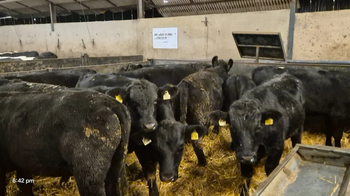 16 Quality Aberdeen Angus bull weanlings - Image 3