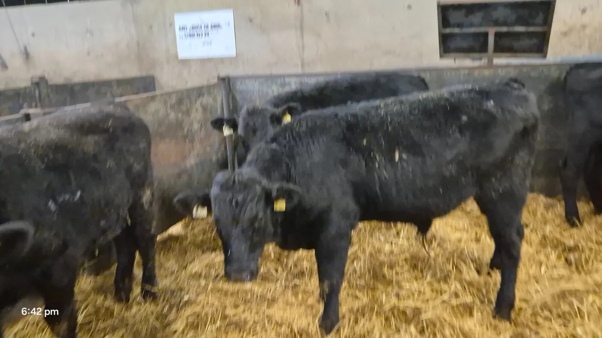 16 Quality Aberdeen Angus bull weanlings - Image 1