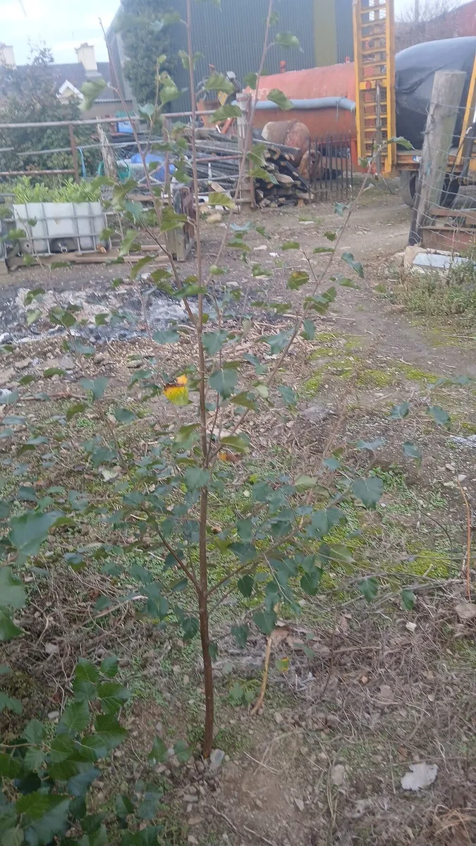Native Birch trees 5-6 foot €10 - Image 4