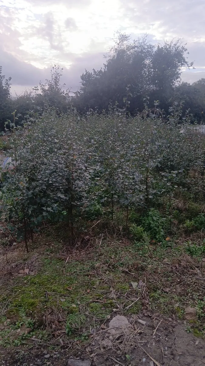 Native Birch trees 5-6 foot €10 - Image 1