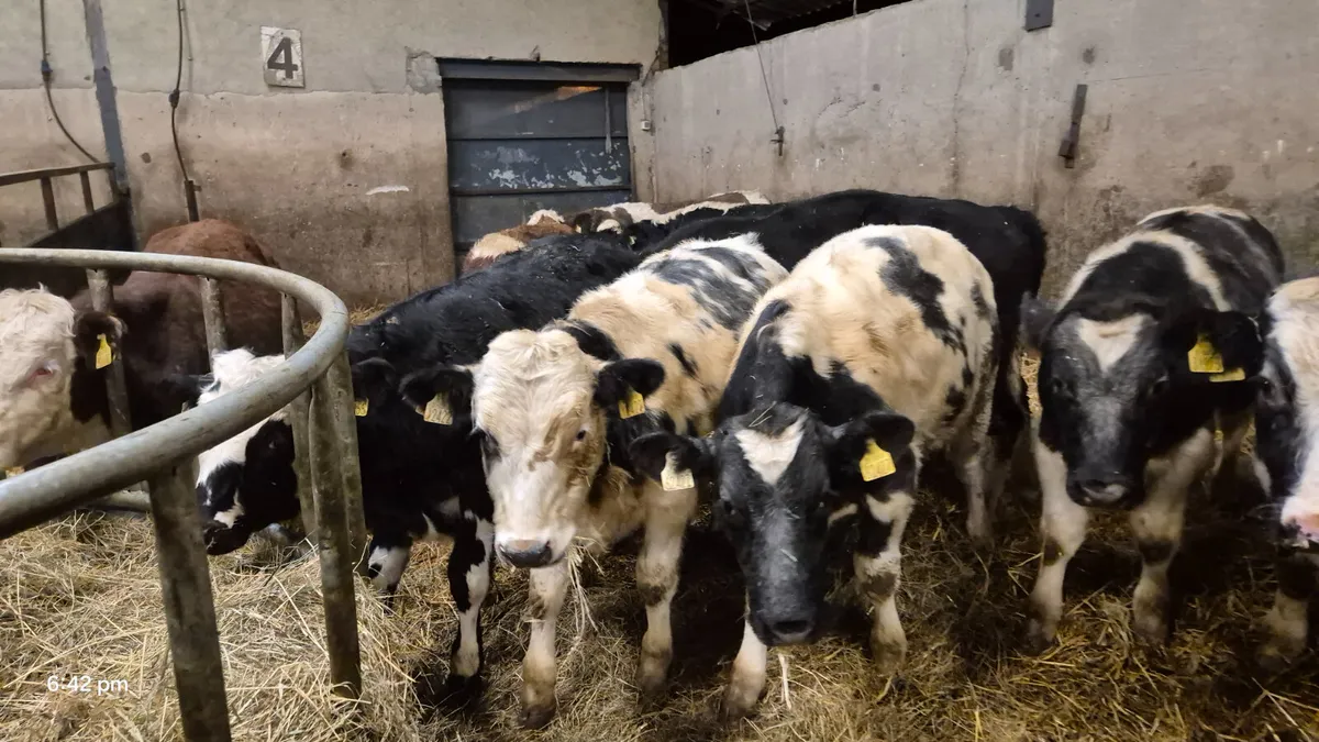 10 Colour bull weanlings for sale - Image 1