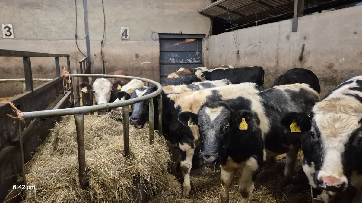 10 Colour bull weanlings for sale - Image 2