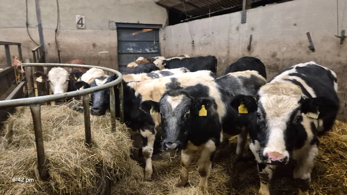 10 Colour bull weanlings for sale - Image 4